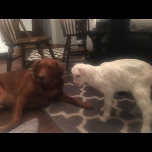 Meet your Posher, Lori